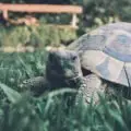 Tortoise (Testudinidae)| Top Details, Characteristics & Amazing Facts