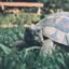 Tortoise (Testudinidae)| Top Details, Characteristics & Amazing Facts