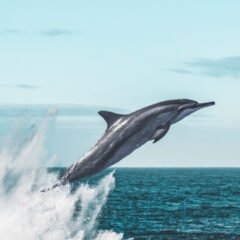 Dolphin (Cetacea)| Top Details, Characteristics & Amazing Facts