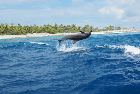 Dolphin Ni (2)
