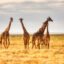 Giraffe (Giraffa) | Top Details , Characteristics & Amazing Facts
