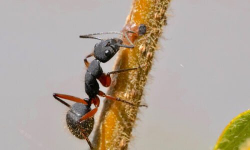 Ant (Formicidae)| Top Details, Characteristics & Amazing Facts